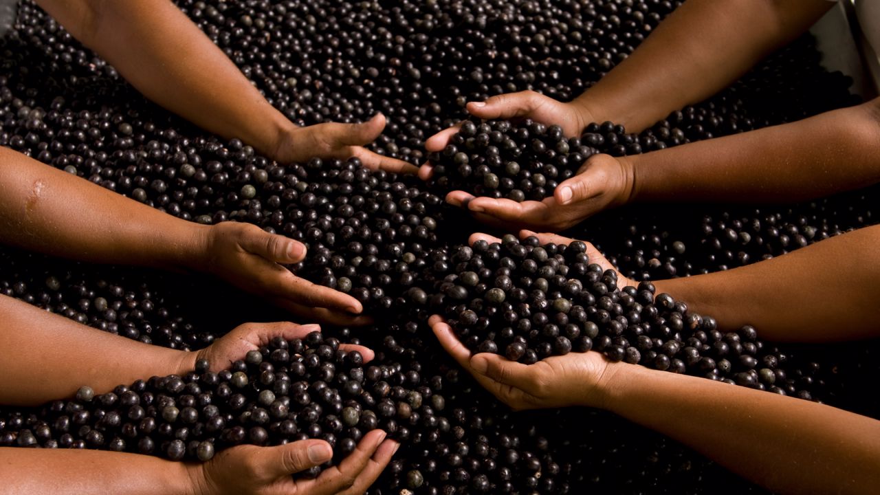 O que provavelmente não sabe sobre o Açaí Berry
