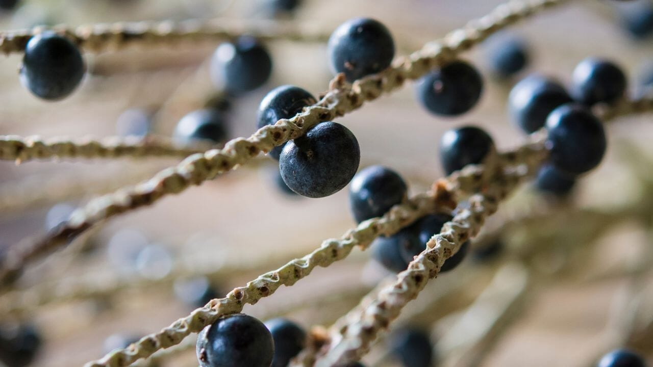 Acai Berry: Conheces os benefícios contra o excesso de peso e o colesterol elevado?
