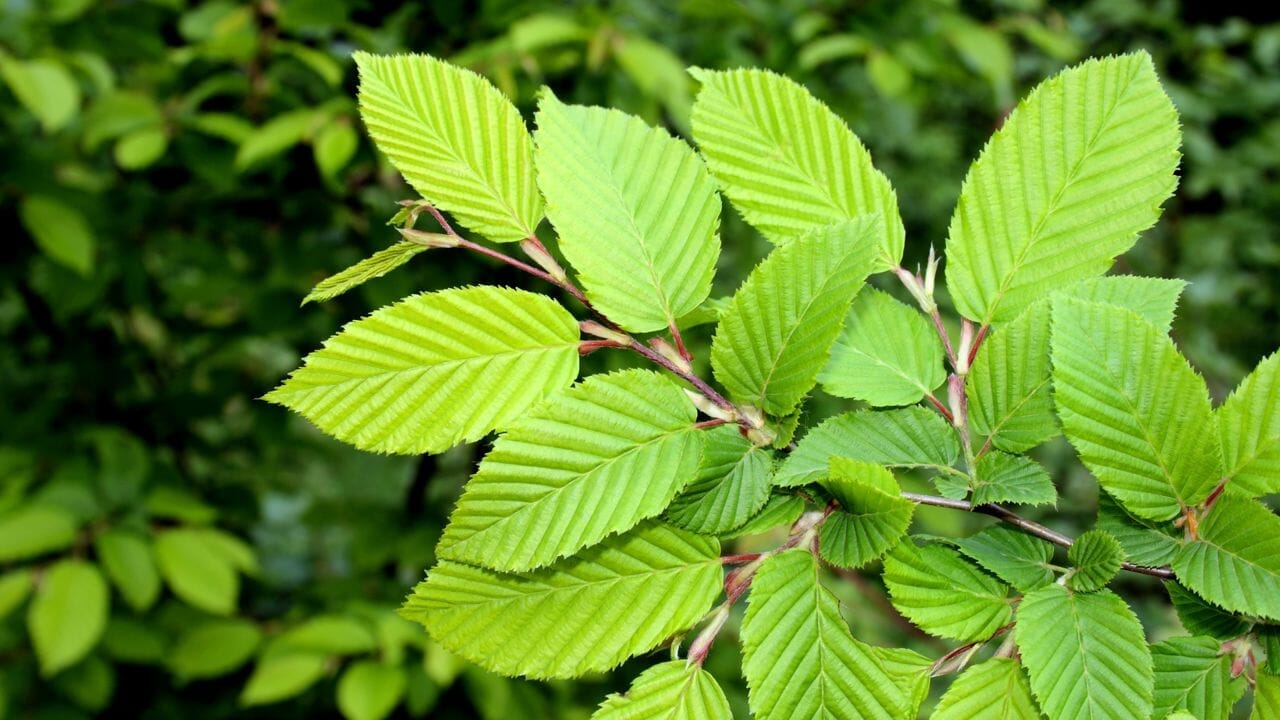 Como repor a flora intestinal naturalmente: Conheça o Extracto de Olmo