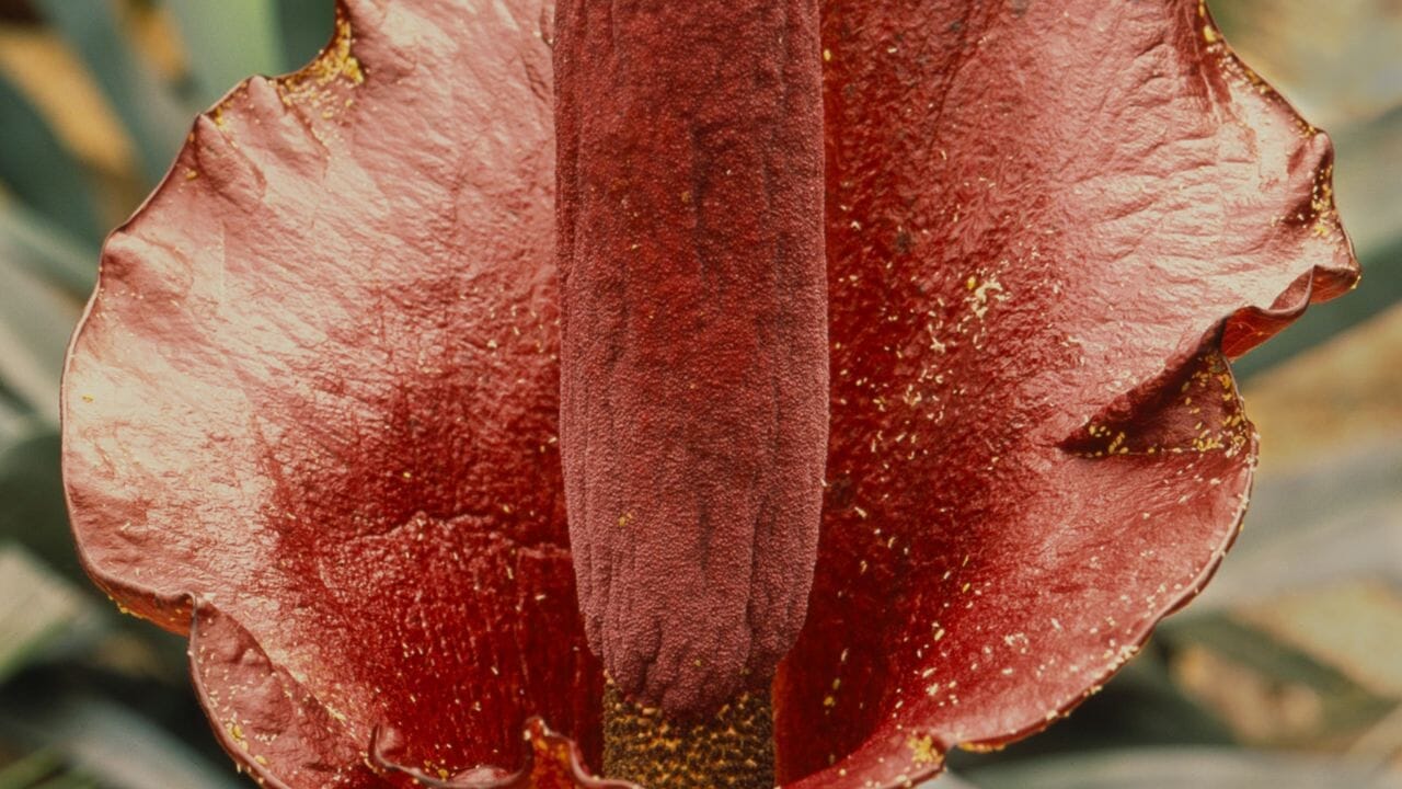 Como Perder Peso naturalmente com Extracto de Konjac