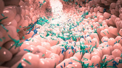 O papel dos microbiomas intestinais na gestão do peso